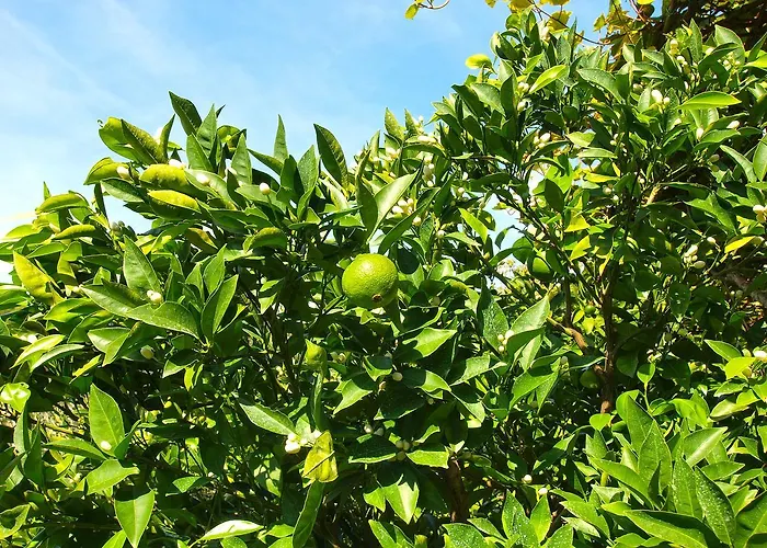 Appartement Boris 154 *